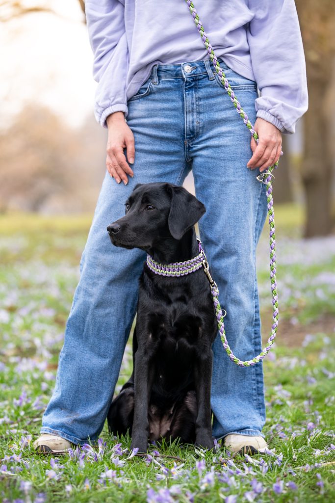 Hund trägt handgemachtes, geflochtenes Halsband und Leine von Phoebeleinen – stilvolles und bequemes Hundezubehör.  Made in Germany 