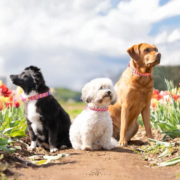 Fertige Farbkombinationen für Hundeleinen und Hundehalsbänder aus Paracord individuell angefertigt