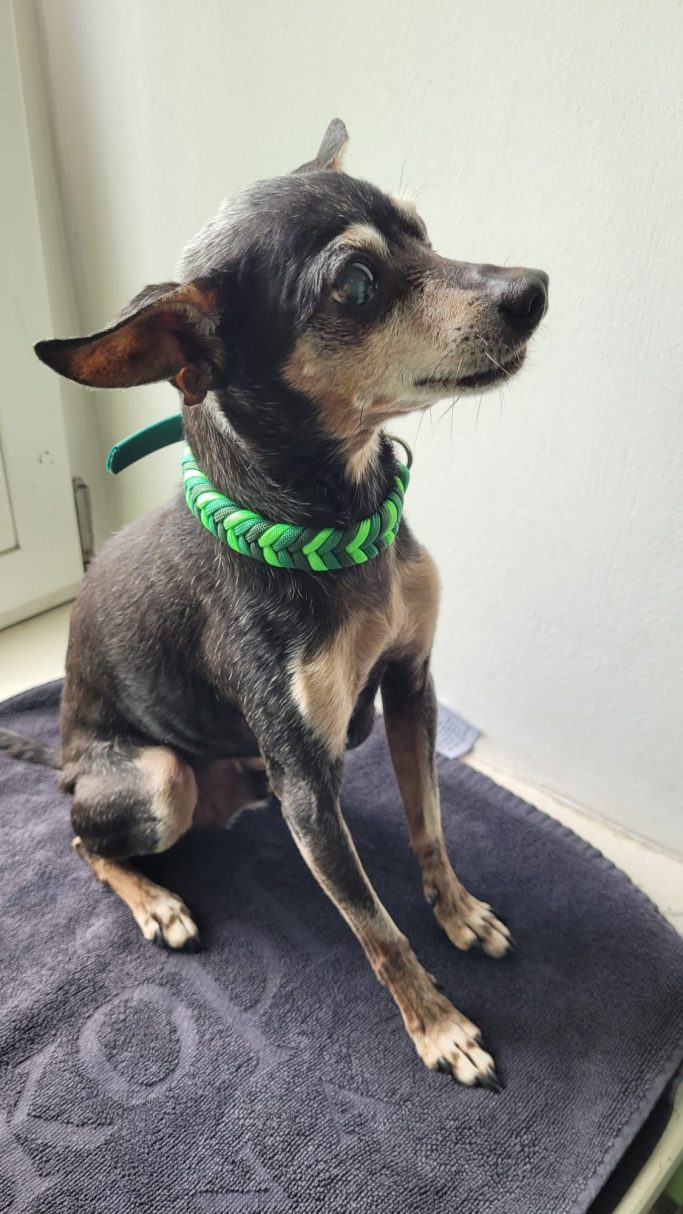 Hund trägt handgemachtes, geflochtenes Halsband von Phoebeleinen – stilvolles und bequemes Hundezubehör. Made in Germany