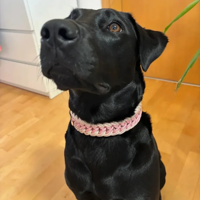 schwarzer Labrador trägt Hundehalsband individuell gefertigt von Phoebeleinen aus Paracord