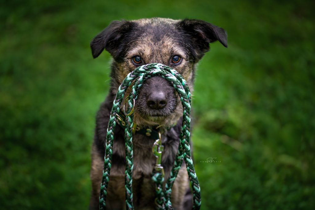 Hund mit Paracord-Leine auf der Schnauze