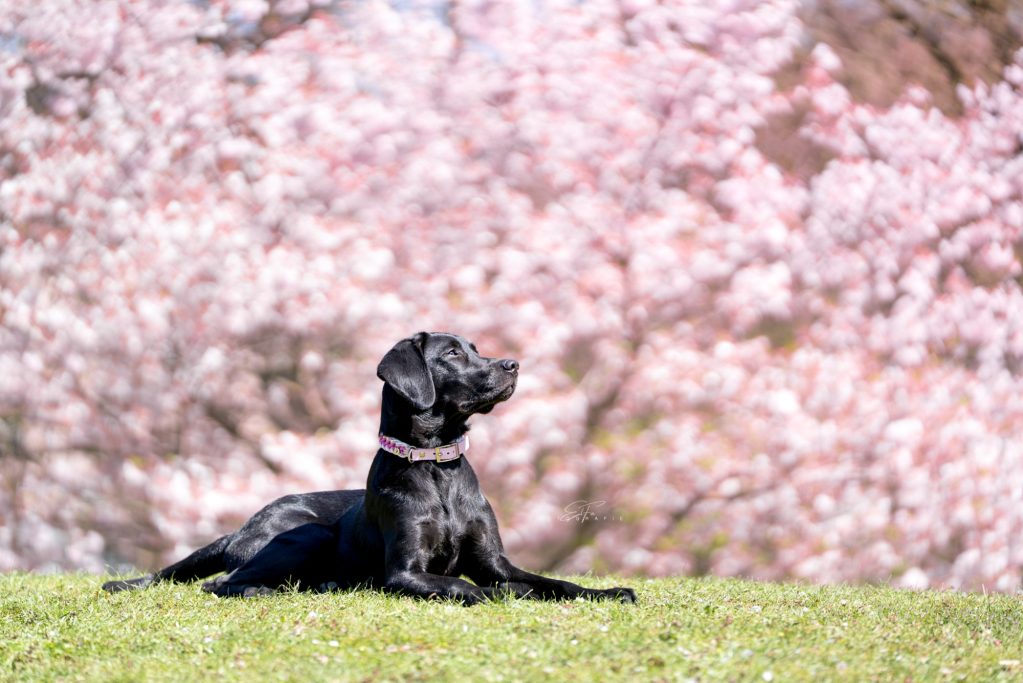 Hund trägt handgemachtes, geflochtenes Halsband von Phoebeleinen – stilvolles und bequemes Hundezubehör.  Made in Germany 