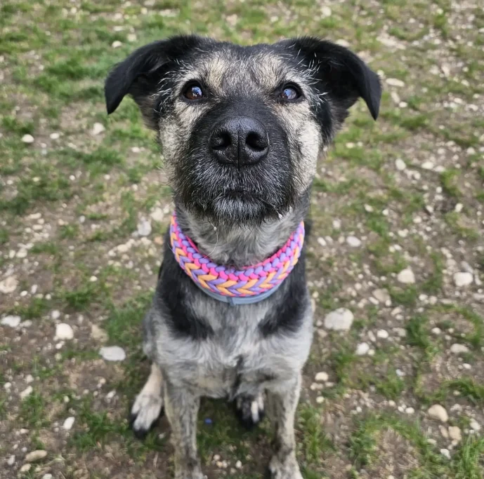 Michlingshündin trägt Hundehalsband aus Paracord von Phoebeleinen in den Farben Non Blossom