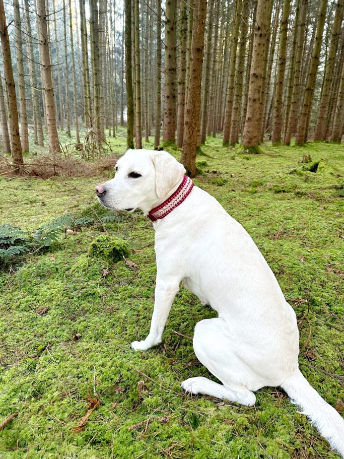 Hund trägt handgemachtes, geflochtenes Halsband von Phoebeleinen – stilvolles und bequemes Hundezubehör. Made in Germany