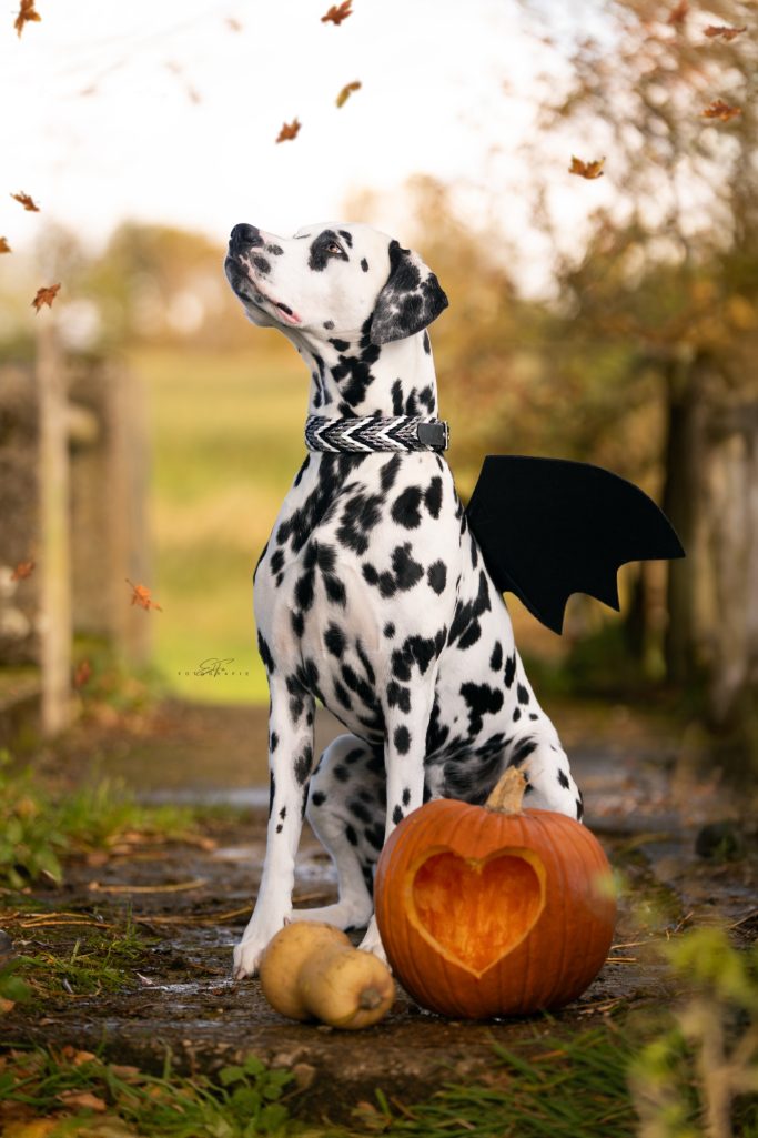 Dalmatiner trägt Phoebeleinen Hundehalsband