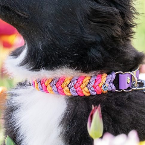 Handgemachtes Hundehalsband aus Paracord und Biothane im geflochtenem Muster Little Snake Farben. Stilvoll und individuell