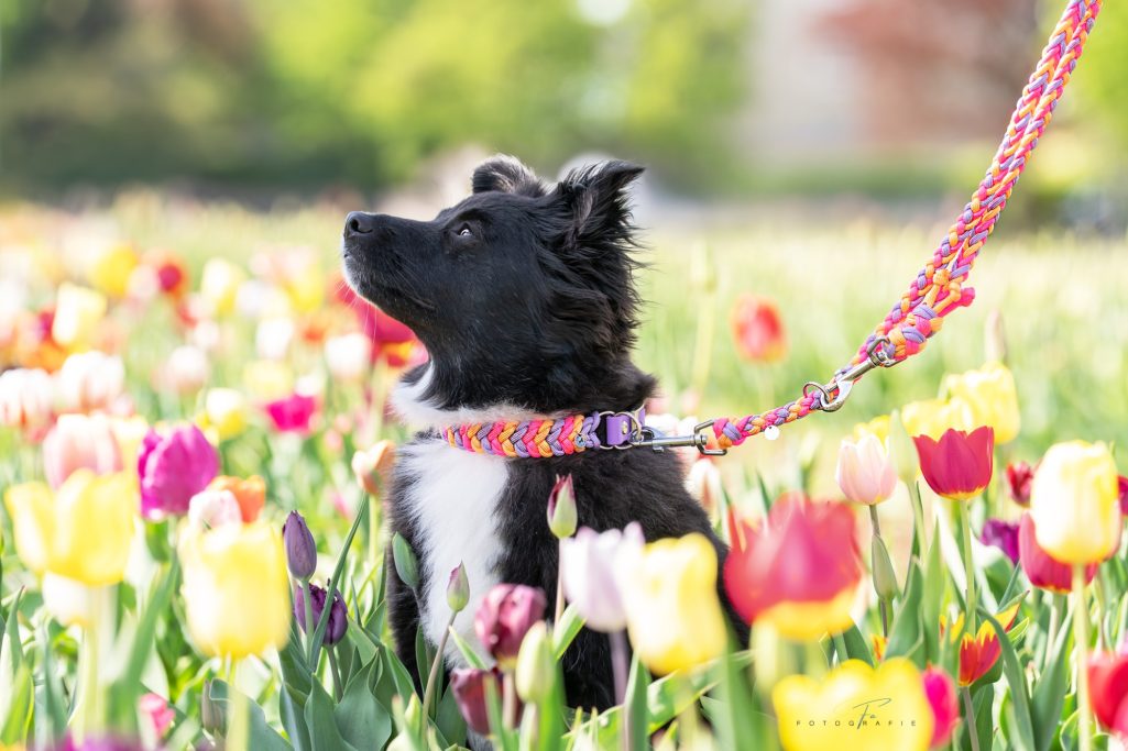 Hund trägt handgemachtes, geflochtenes Halsband und Leine von Phoebeleinen – stilvolles und bequemes Hundezubehör. Made in Germany 