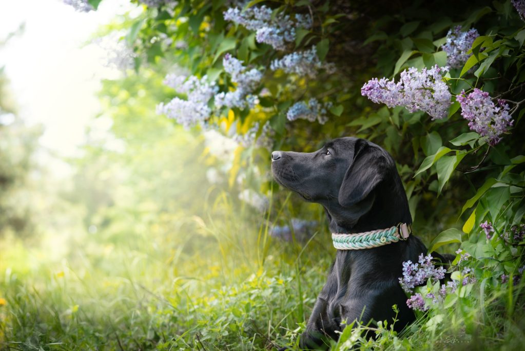 Ein Hund trägt ein Halsband aus Paracord, stabil und handgeflochten