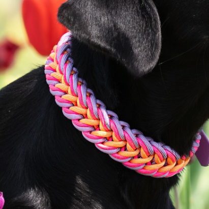 Handgemachtes Hundehalsband aus Paracord und Biothane im geflochtenem Muster  Tulip Farben. Stilvoll und individuell