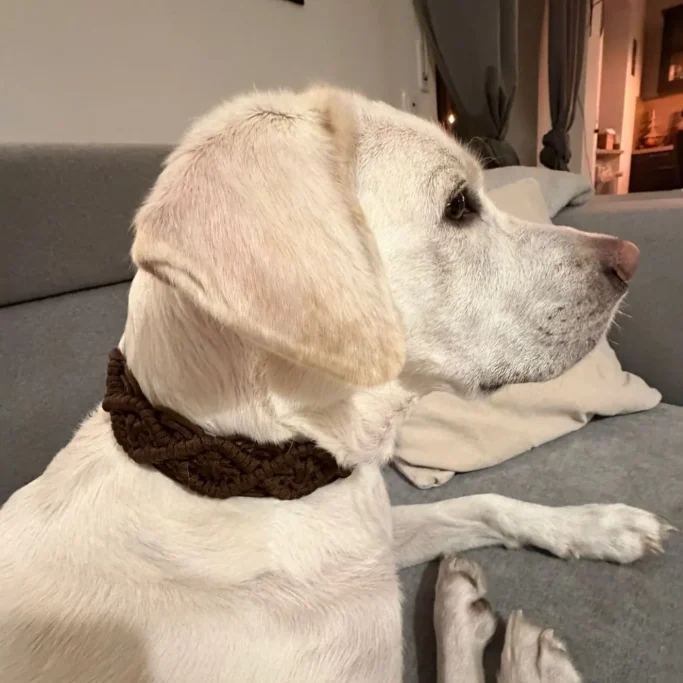 Hund trägt Hundehalsband aus Paracord im Boho Stil von Phoebeleinen