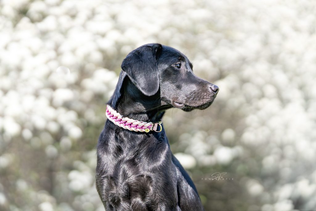 Hund trägt handgemachtes, geflochtenes Halsband von Phoebeleinen – stilvolles und bequemes Hundezubehör.  Made in Germany 