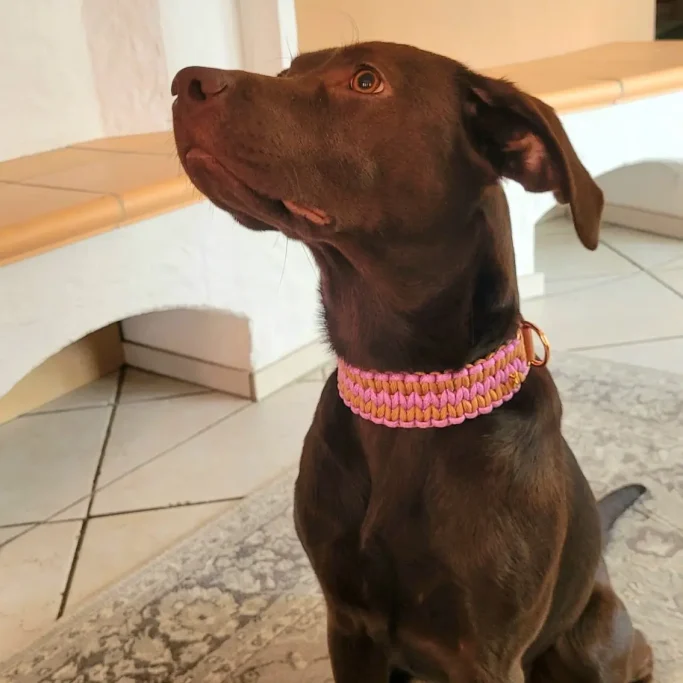 Hund trägt braunes Hundehalsband aus Paracord mit Glitzer handgeflochten und individuell