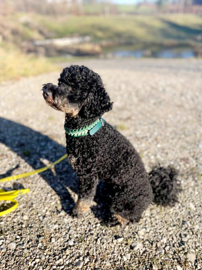 Hund trägt handgemachtes, geflochtenes Halsband von Phoebeleinen – stilvolles und bequemes Hundezubehör. Made in Germany