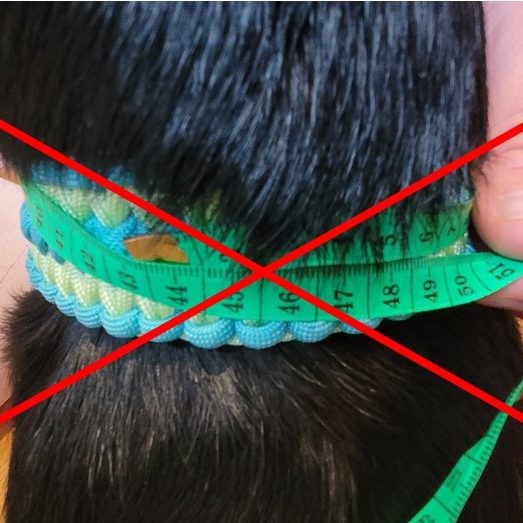 Anleitung zum richtigen Messen für ein passgenaues Hundehalsband – Schritt-für-Schritt erklärt