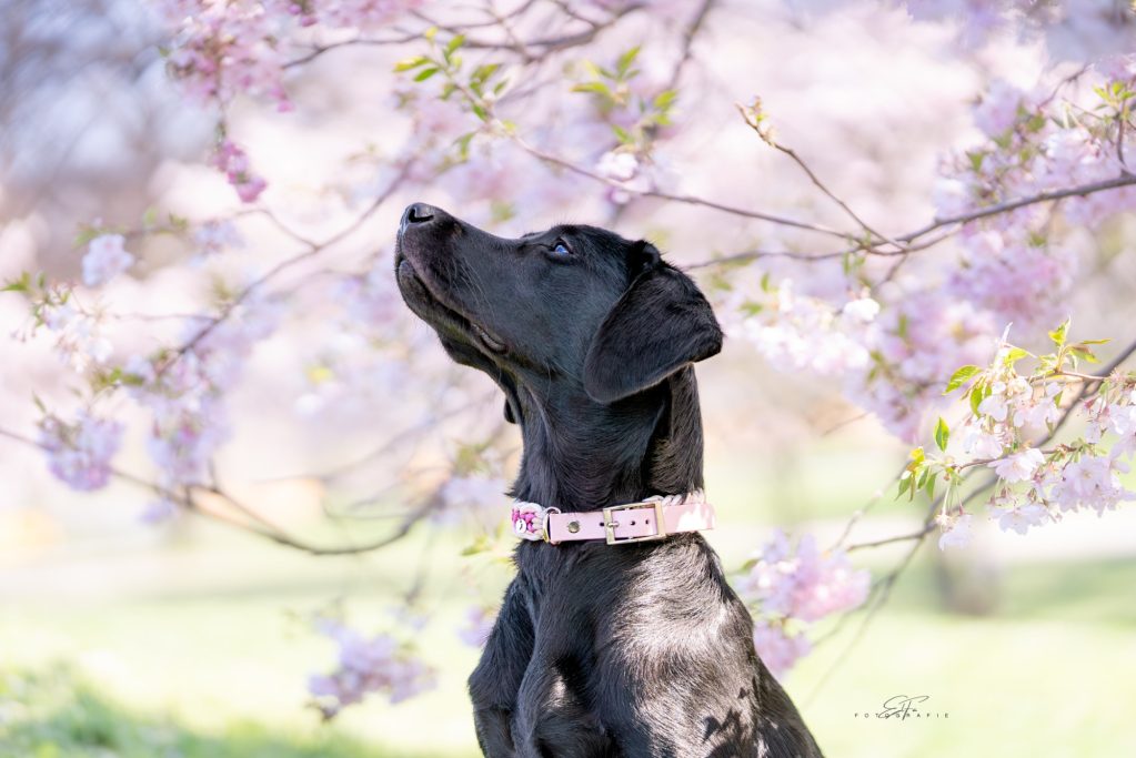 Hund trägt handgemachtes, geflochtenes Halsband von Phoebeleinen – stilvolles und bequemes Hundezubehör.  Made in Germany 
