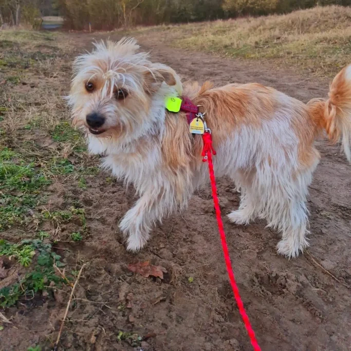 kleiner Hund mit Hundeleine aus Paracord