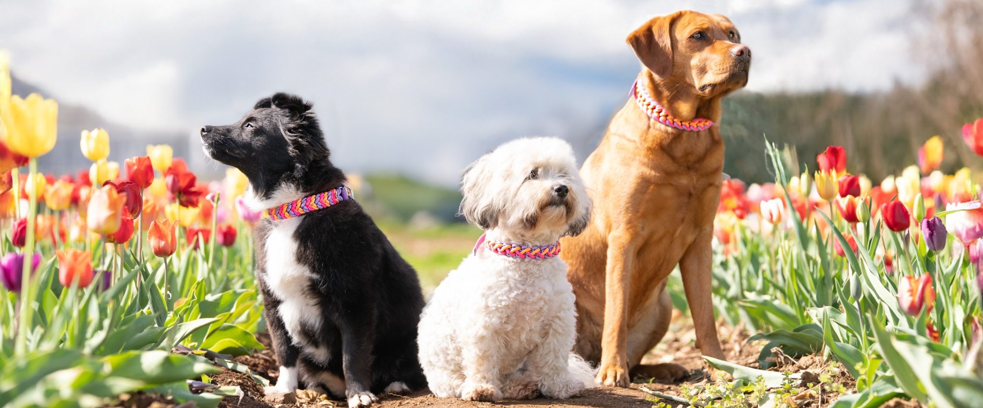 Hundehalsband in Neon Blossom Edition Hundehalsband- und Leinenkollektion ‚Neon Blossom‘ – handgeflochtene Designs in kontrastreichen Farben, passend für viele Hunderassen