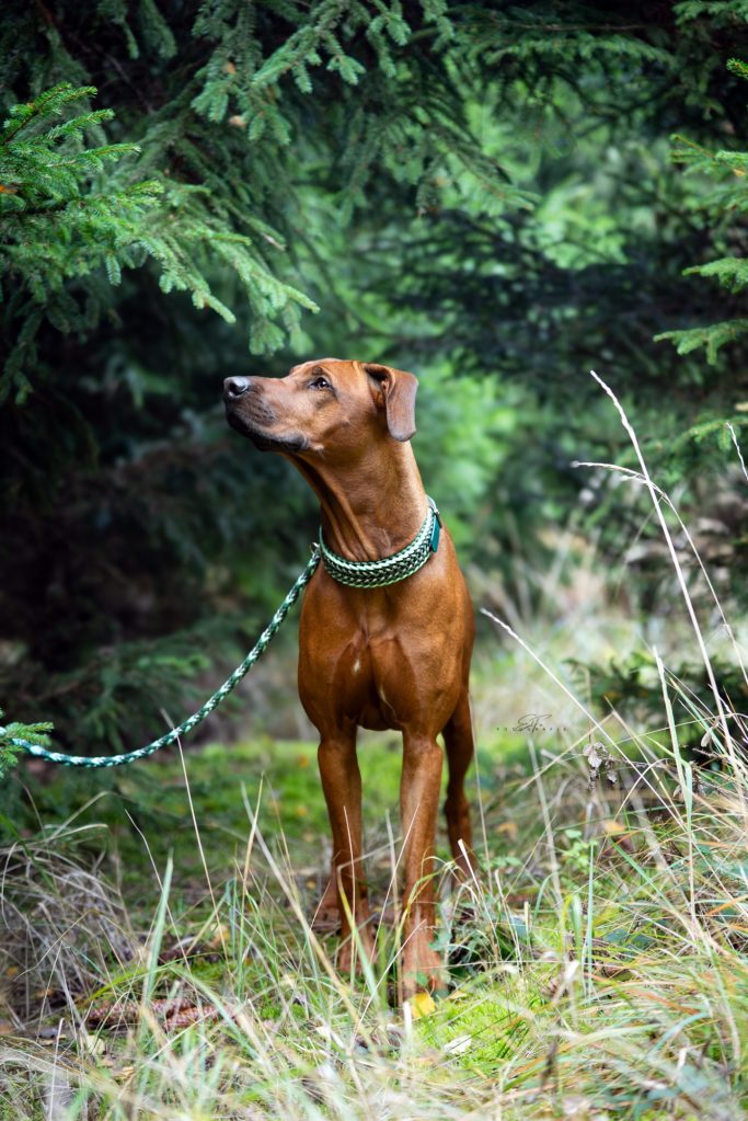 Ridgeback im Wald mit Hundeleine von Phoebeleinen aus Paracord