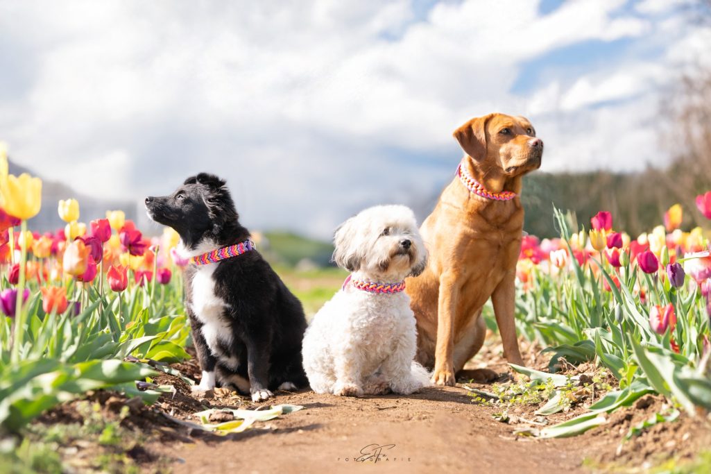 Hundehalsband- und Leinenedition – handgeflochtene Designs in harmonischer Farbkombination, passend für viele Hunde.  Made in Germany 