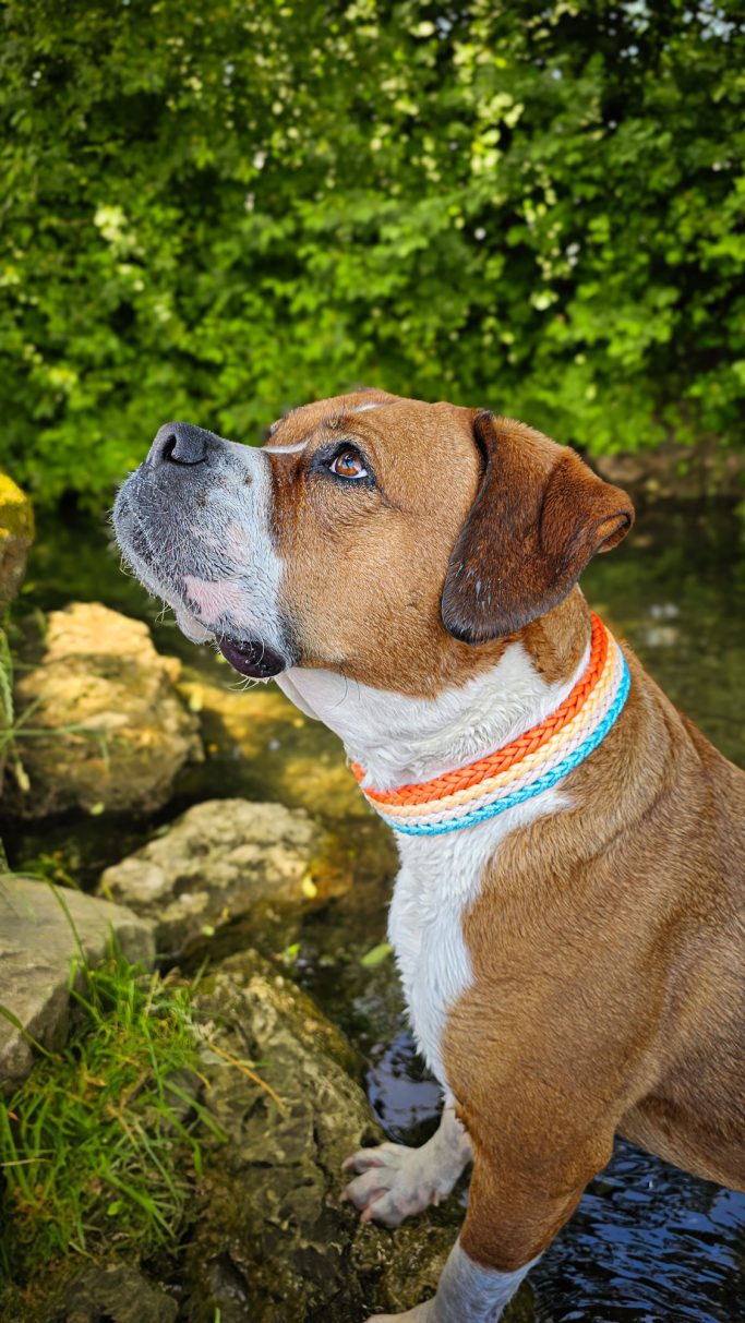 Hund trägt handgemachtes, geflochtenes Halsband von Phoebeleinen – stilvolles und bequemes Hundezubehör. Made in Germany
