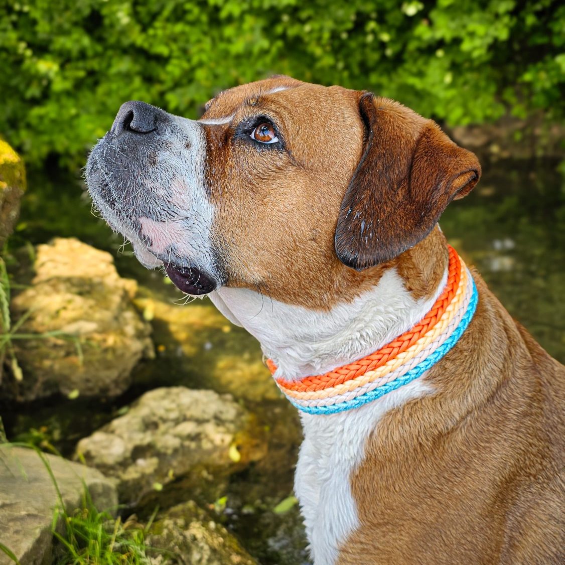 Fun-tastic Halsband Hund trägt handgemachtes, geflochtenes Halsband von Phoebeleinen – stilvolles und bequemes Hundezubehör. Made in Germany