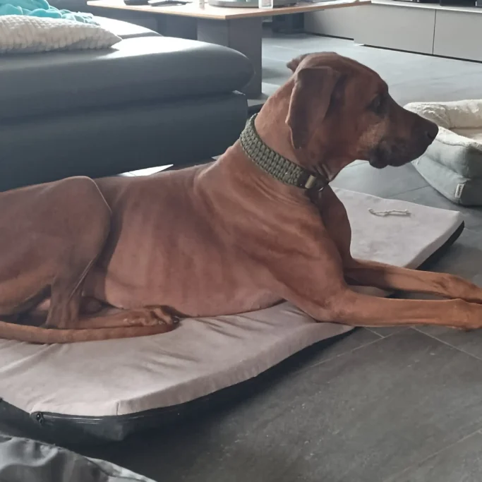 Ridgeback trägt stabiles handgemachtes Hundehalsband in Olive Grün aus Paracord von phoebeleinen