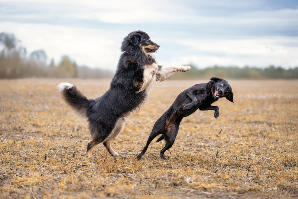 Zwei Hunde am Spielen
