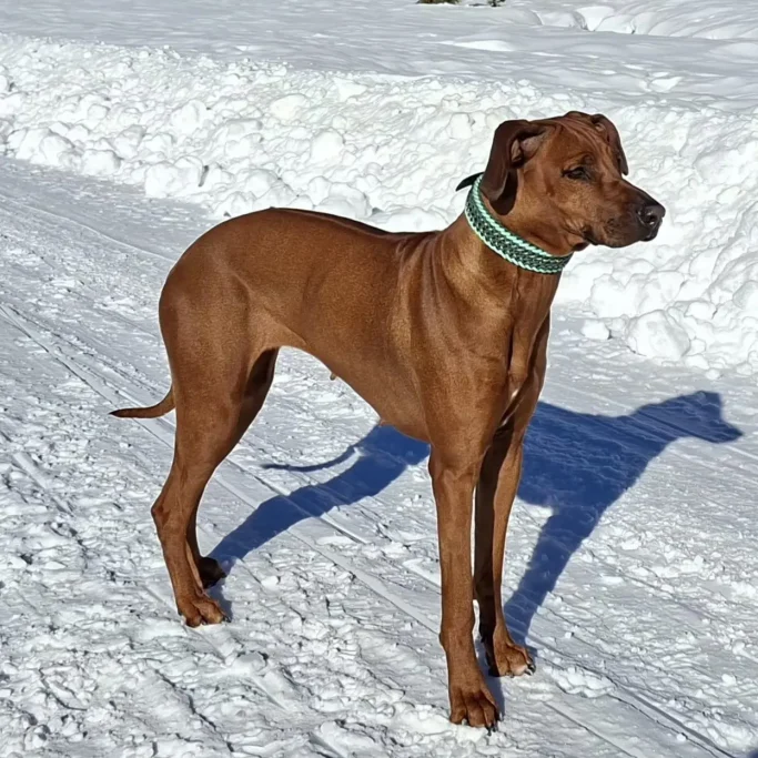 Ridgeback mit Hundehalsband aus Paracord und genietetem Adapter für mehr Sicherheit