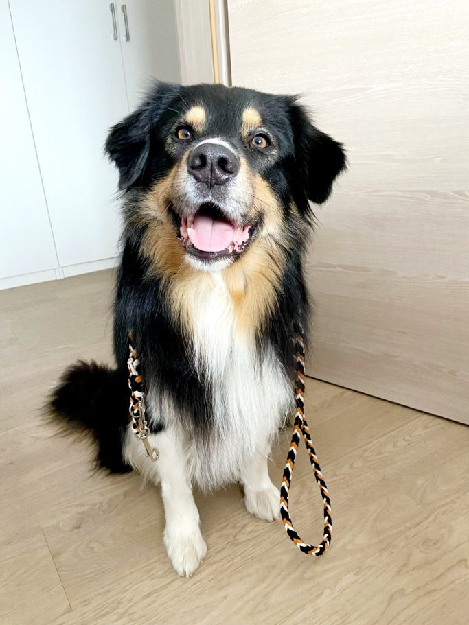 Hund mit handgemachter, geflochtener Hundeleine von Phoebeleinen – robust, stilvoll und bequem für Spaziergänge.