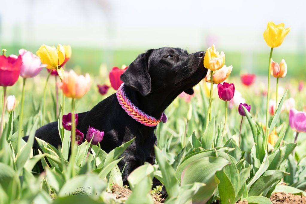 Hund trägt handgemachtes, geflochtenes Halsband von Phoebeleinen – stilvolles und bequemes Hundezubehör.  Made in Germany 