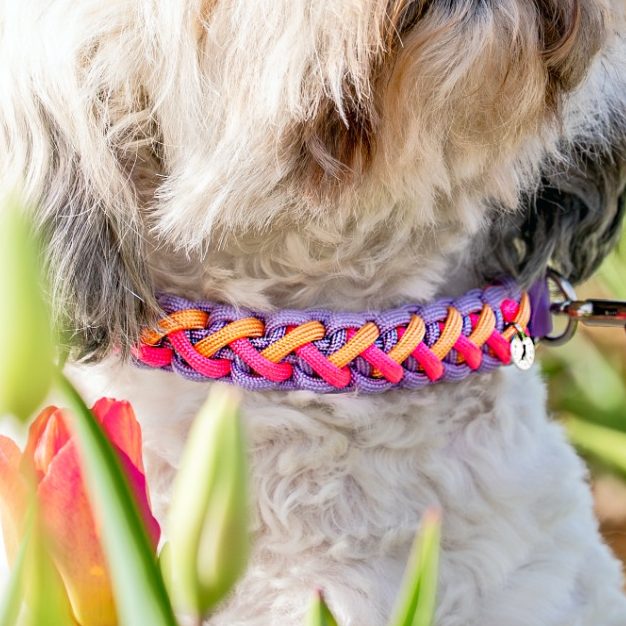 Handgemachtes Hundehalsband aus Paracord und Biothane im geflochtenem Muster Little Divo. Stilvoll und individuell
