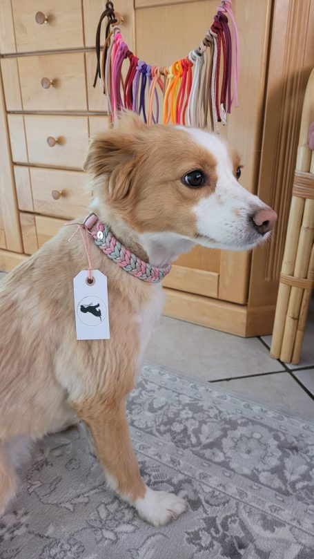 Ein Mischlingshund in creme probiert ein Halsband von Phoebeleinen an