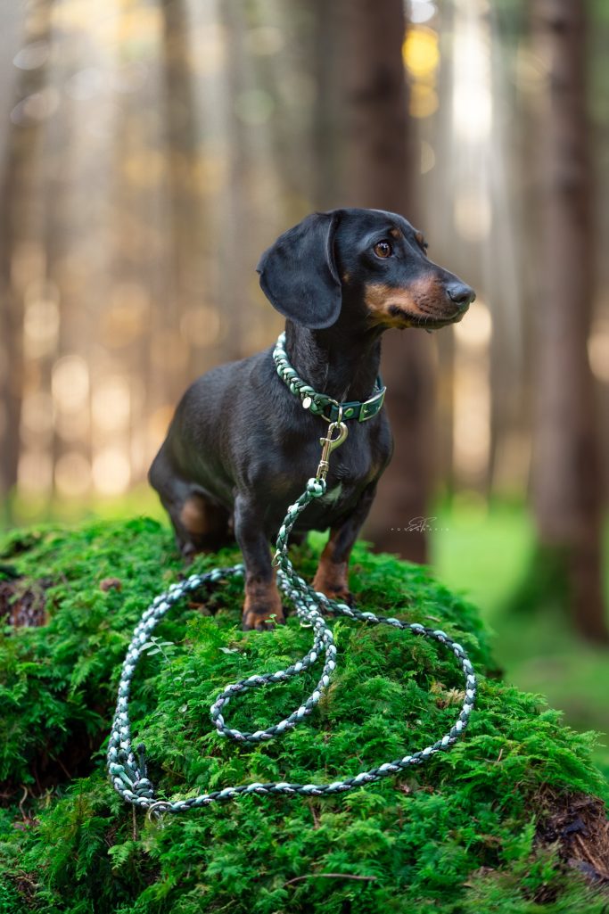 Dackel im Wald mit Paracord Leine und Halsband von Phoebeleinen