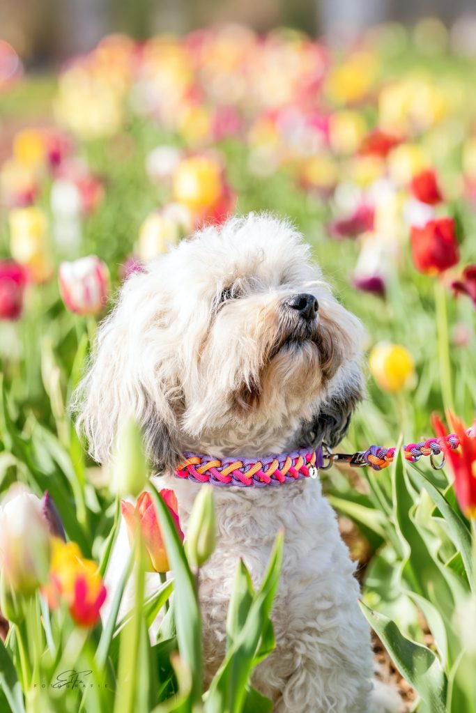 Hund trägt handgemachtes, geflochtenes Halsband und Leine von Phoebeleinen – stilvolles und bequemes Hundezubehör.  Made in Germany 